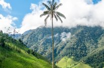 Les palmiers à cire, les géants de la Colombie