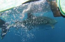 Nosy Be : nager avec les requins baleines et passer une nuit au paradis Nosy Be : nager avec les requins baleines et passer une nuit au paradis