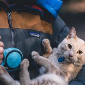 Comment faire le tour du monde avec son chat ?