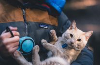 Comment faire le tour du monde avec son chat ?