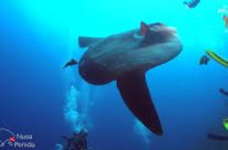 Quels sont les meilleurs spots de plongée à Bali ? Quels sont les meilleurs spots de plongée à Bali ?