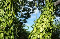 Voyager au cœur de la vanille de Madagascar Voyager au cœur de la vanille de Madagascar