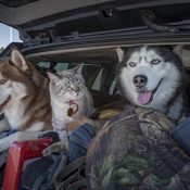 Guide pour voyager avec vos animaux de compagnie