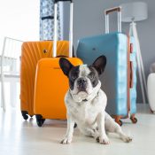 Voyage avec votre chien : ce qu’il faut apporter